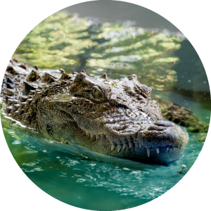 crocodile